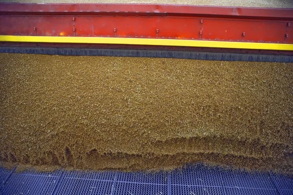 Dumping de grãos de trigo — Fotografia de Stock