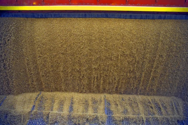 Dumping de grains de blé — Photo