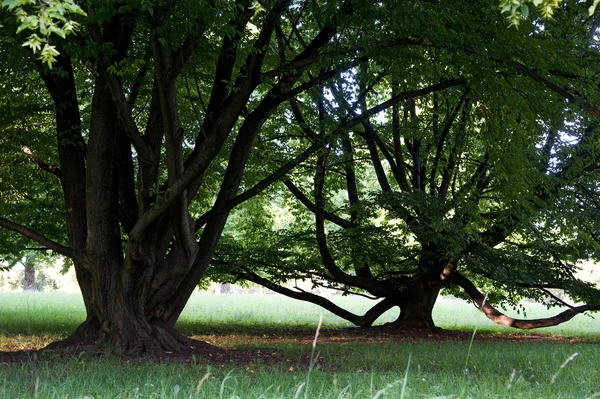 Кривые деревья — стоковое фото