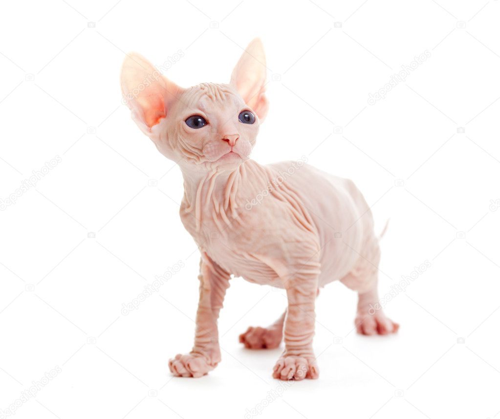 Izole komik alında saç çizgisi sphynx kedi yavrusu — Stok Foto © Andrey