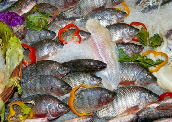 stock image Fresh fish on the ice