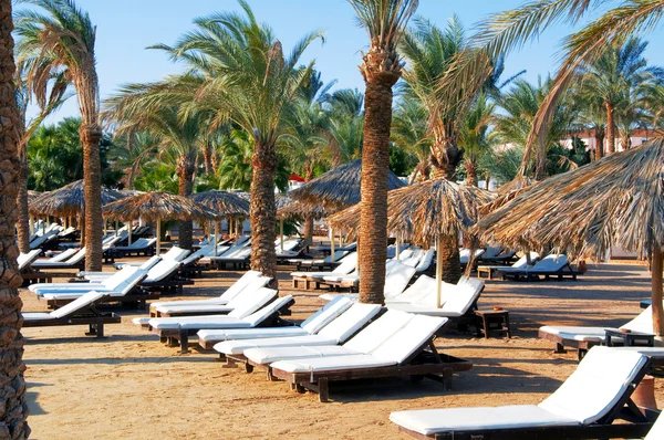 Camas de cavalete brancas em uma praia tropical contra o pano de fundo de palmeiras , — Fotografia de Stock