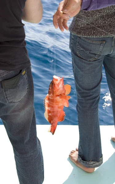 Fresh catch - red snapper — Stock Photo, Image