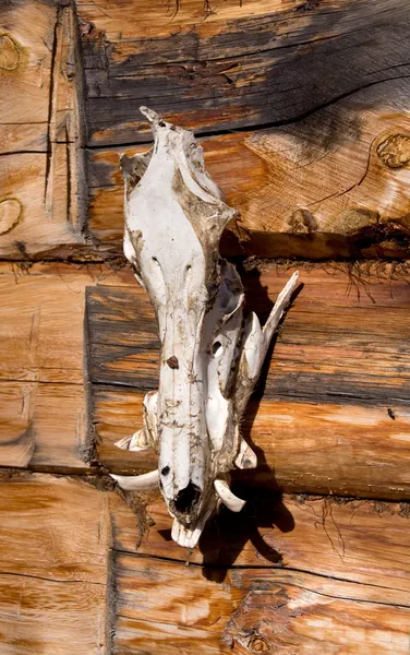 Lovecká trofej, lebka divokého kance na zdi — Stock fotografie