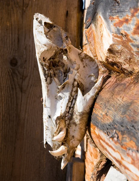 사냥 트로피, 벽에 멧돼지의 두개골 — 스톡 사진