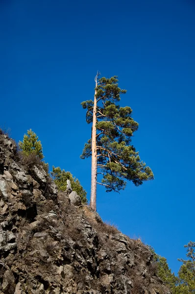 Osamělý strom na kopci proti modré obloze — Stock fotografie