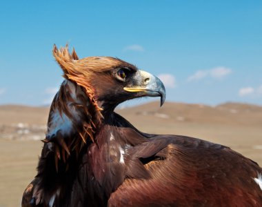 Bozkır kartalı baş yakın çekim