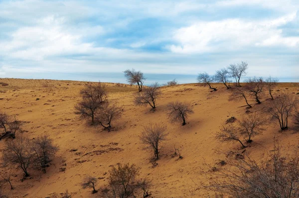 Camel thorn struiken in de woestijn zand duinen — Stockfoto
