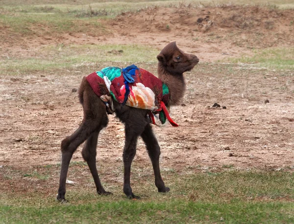 Camello. — Foto de Stock