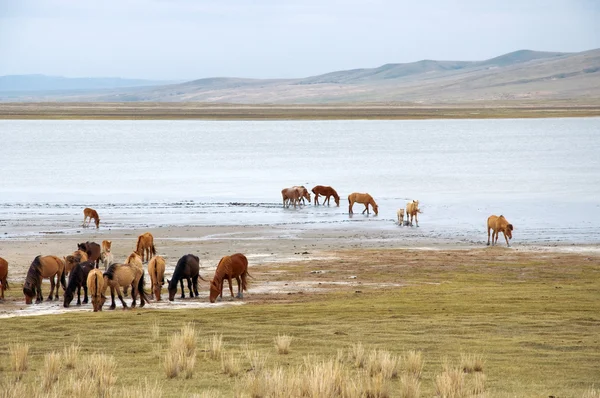 Stádo koní na břehu jezera — Stock fotografie