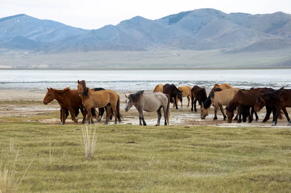 Una mandria di cavalli sulla riva del lago — Foto Stock