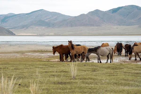 Stado koni na brzegu jeziora — Zdjęcie stockowe