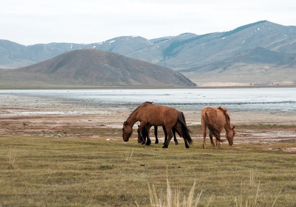 Een kudde paarden aan de oever van lake — Stockfoto