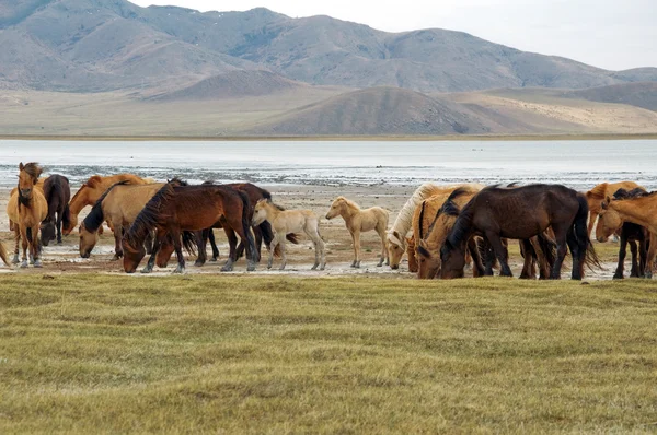 Een kudde paarden aan de oever van lake — Stockfoto