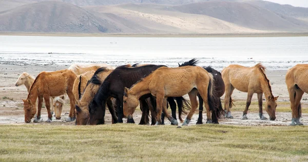 Una mandria di cavalli sulla riva del lago — Foto Stock