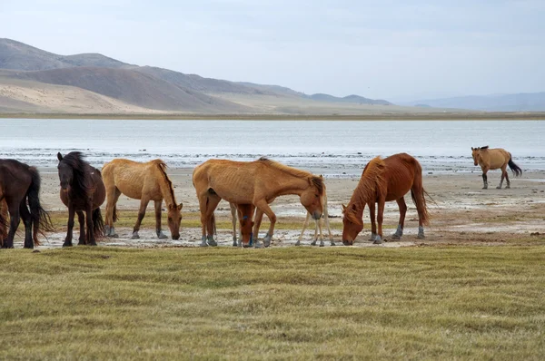 湖の岸に馬の群れ — ストック写真