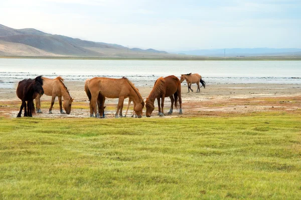 一群马在的湖岸 — 图库照片