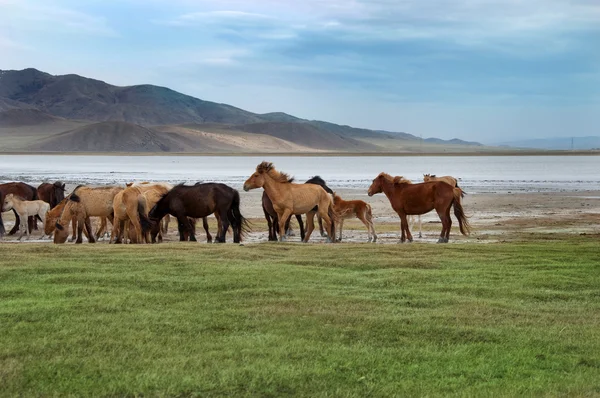 Una manada de caballos en la orilla del lago — Foto de Stock