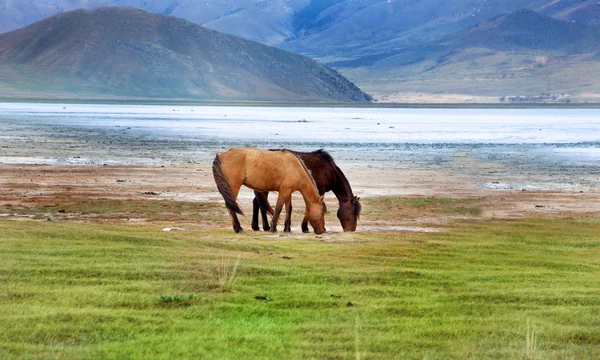 Uma manada de cavalos na margem do lago — Fotografia de Stock