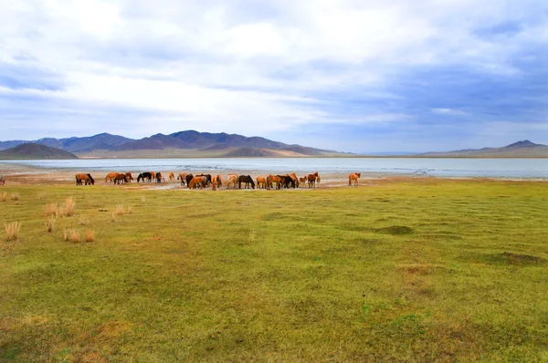Стадо лошадей на берегу озера — стоковое фото