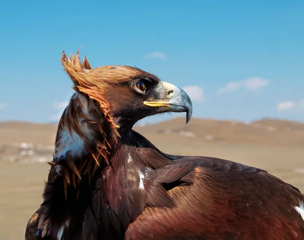 stock image Steppe Eagle head close-up