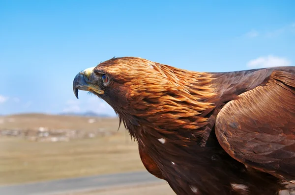 stock image Steppe Eagle head close-up