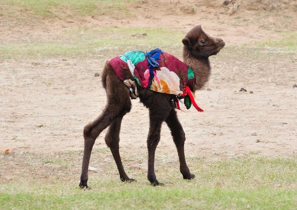 Piccolo cammello — Foto Stock