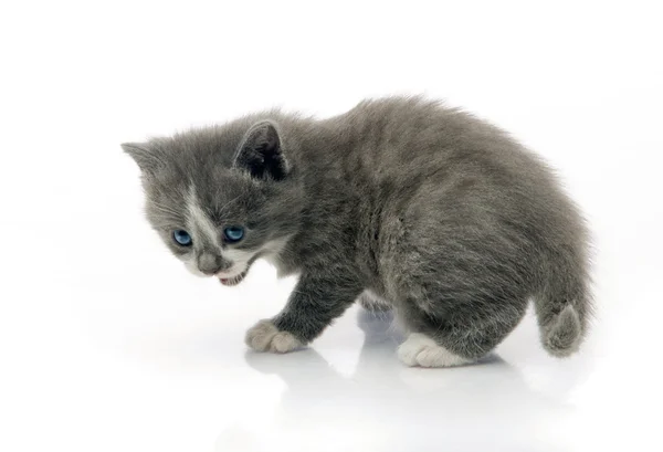 Küçük tüylü kedi ilk adımlarını yapar — Stok fotoğraf