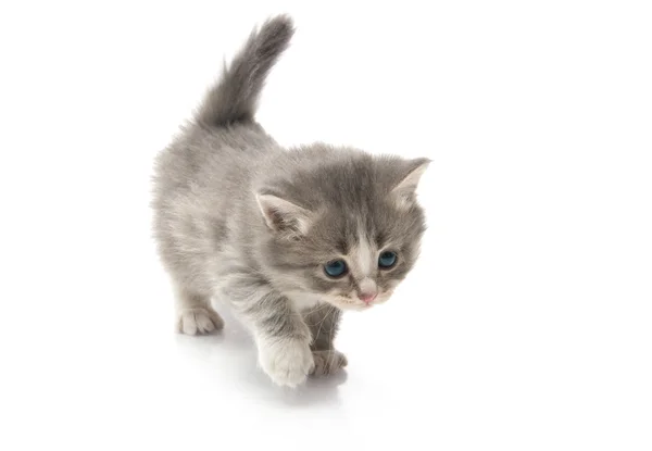 Weinig pluizig kitten maakt de eerste stappen — Stockfoto