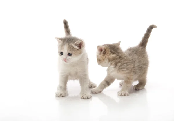 Lite fluffiga kattungar leker — Stockfoto