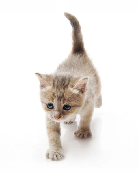 Маленький пушистый котенок делает первые шаги — стоковое фото