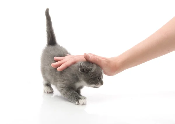 Tüylü, küçük bir kedi yavrusu okşayarak el kızı — Stok fotoğraf