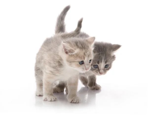 Маленькие пушистые котята играют — стоковое фото