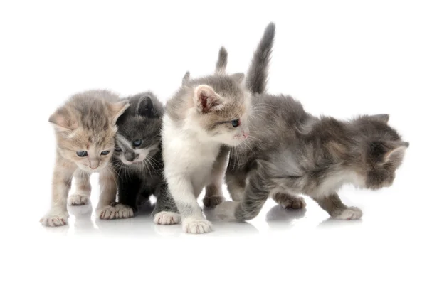 Pequenos gatinhos fofos brincando — Fotografia de Stock