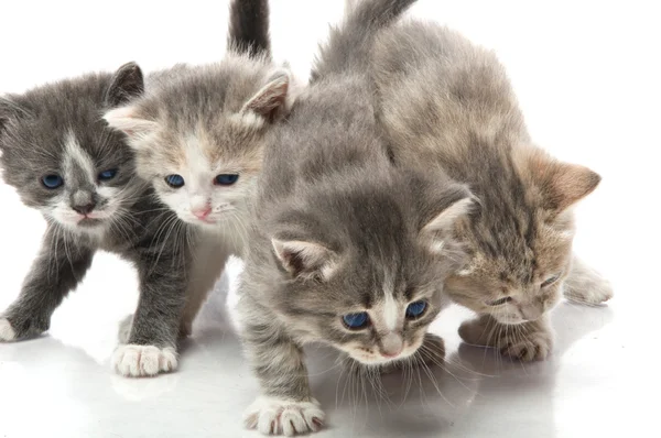 Weinig pluizig kittens spelen — Stockfoto