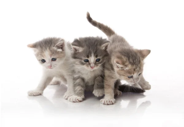 Weinig pluizig kittens spelen — Stockfoto