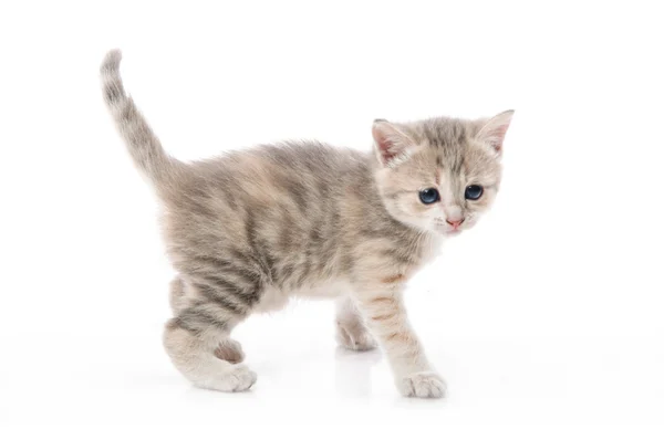 Nadýchané koťátko činí první kroky — Stock fotografie
