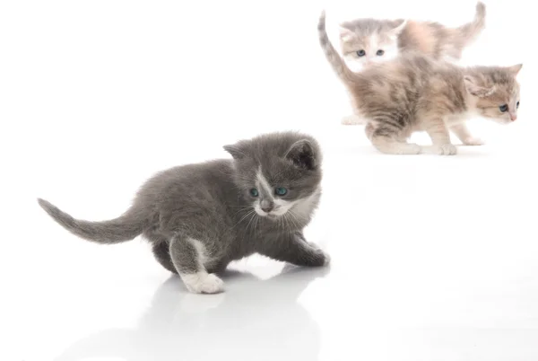Маленькие пушистые котята играют Стоковое Фото