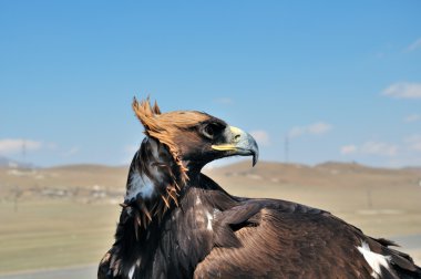 Steppe Eagle head close-up clipart