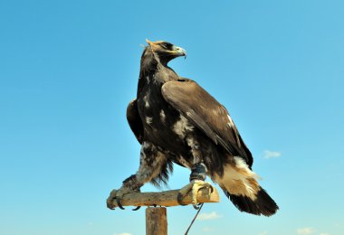 Bozkır kartalı yakın çekim