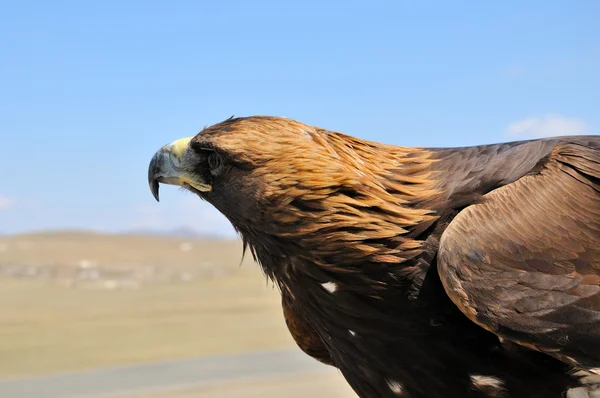 stock image Steppe Eagle head close-up