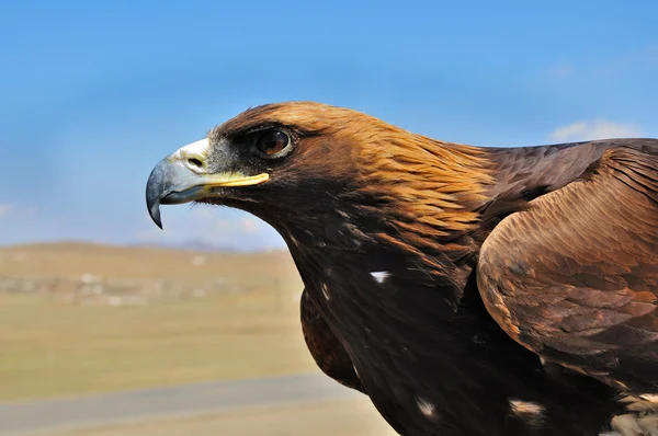 stock image Steppe Eagle head close-up