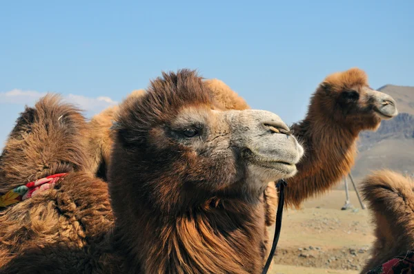 Camel close-up — Stockfoto