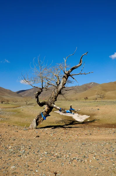 고비 사막에서 오래 된 죽은 나무 — 스톡 사진