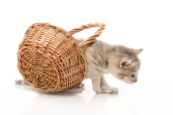 Kleine leuk katje zitten in een mand, close-up — Stockfoto