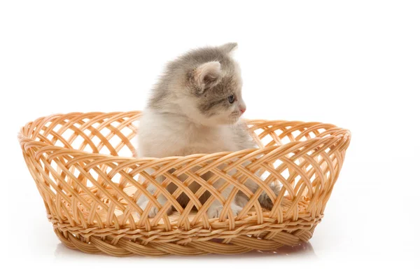 Small cute kitten sitting in a basket, close-up — Stock Photo, Image