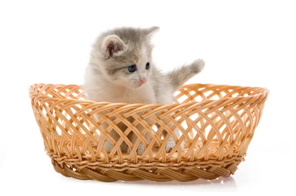 Kleine süße Kätzchen sitzen in einem Korb, Nahaufnahme — Stockfoto