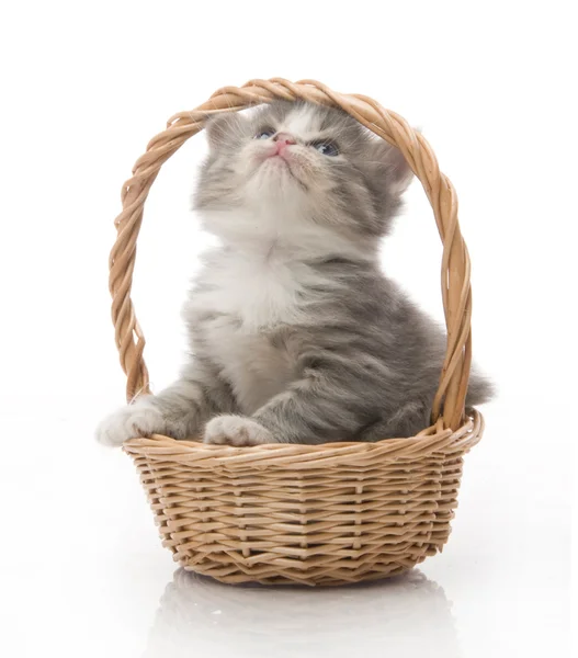 Kleine süße Kätzchen sitzen in einem Korb, Nahaufnahme — Stockfoto