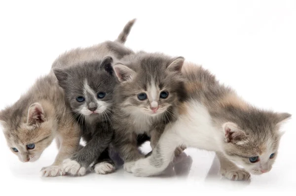 Little fluffy kittens playing — Stock Photo, Image