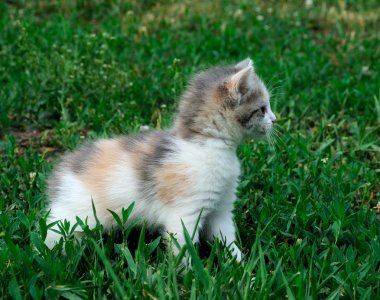 oynarken küçük tüylü kedi yavrusu